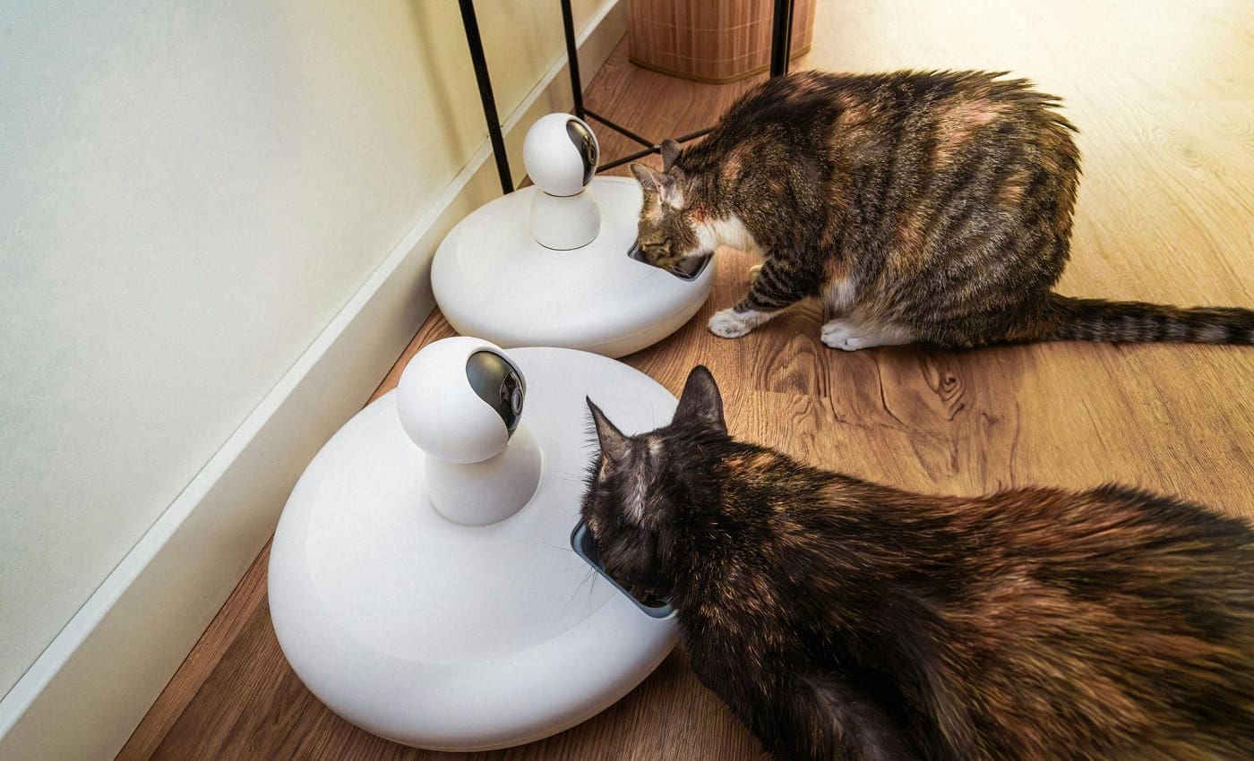 Beneficios de una Alimentación Natural para Gatos