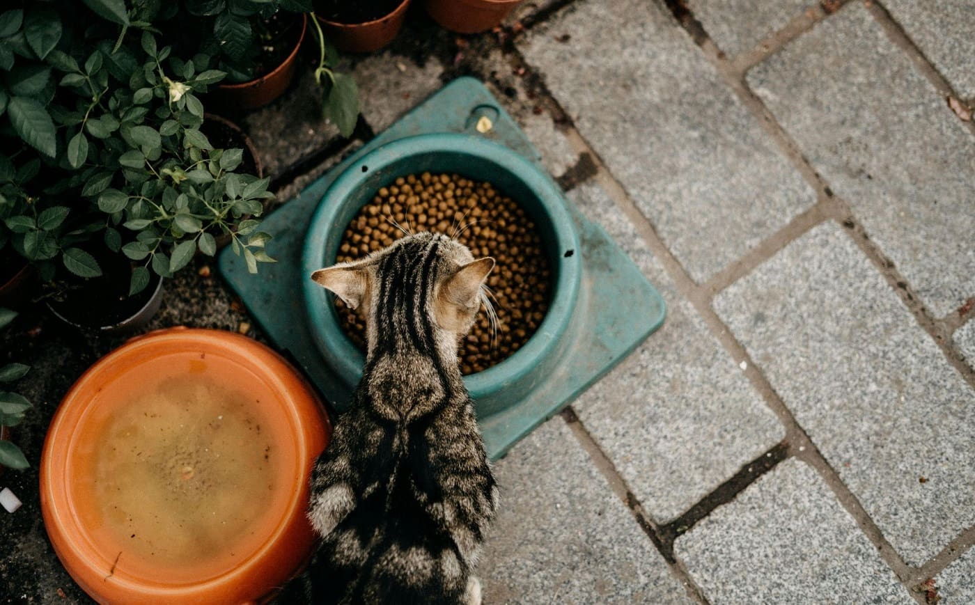 Los gatos prefieren la comida humeda