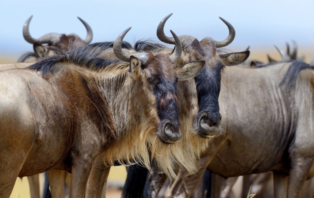 Migración de Ñus en el parque nacional de Kenia