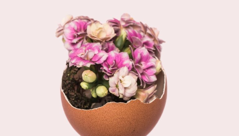 El huevo para tu rutina de belleza