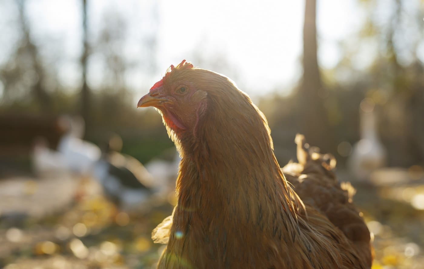 Sostenibilidad en avicultura